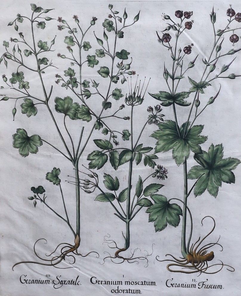 Basilius Besler (German, 1561-1629), Geranium Sanguinarium, Geranium Muscatum in odorum, Geranium Sanguinarium maius and Geranium Muscatum odoratum from Hortus Eysettensis, 1613, four hand coloured copper engravings, 49